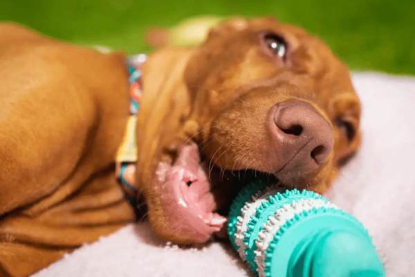 How to Choose the Right Dog Teeth Cleaning Toy for Your Pup
