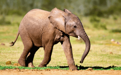 Cute:Cdje7_Vu9b0= Elephant