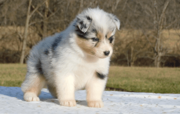 Puppy:Xv89ubaoyqk= Aussie