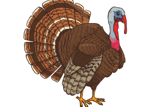 Transparent:Fkfdh-5s1sg= Thanksgiving Turkey