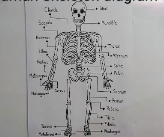 Labeled:T0fa22k6krs= Skeleton