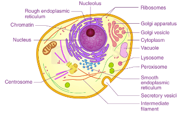 Labeled:Z9surbj6cs8= Animal Cells