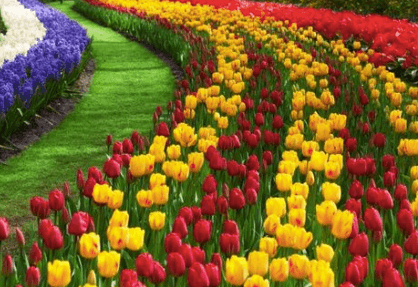 Beautiful:31mpv9buvwi= Flower Garden