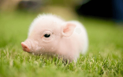 Cute:Jmb_Ljazido= Piglet