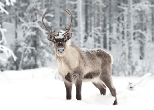 Cute:Nl44nxus9gg= Raindeer