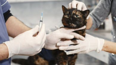 At What Age Should I Get My Kitten Vaccinated?