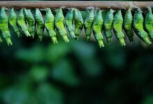 apex surge start shaping growth