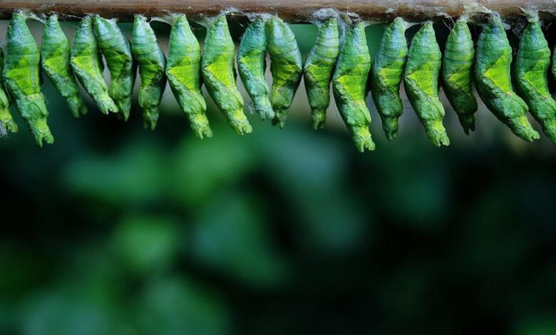 apex surge start shaping growth