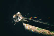 stellar prism start inspiring horizons